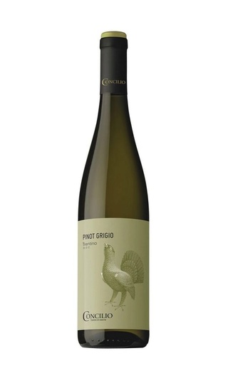 фото вино Concilio Pinot Grigio 2021 0,75 л