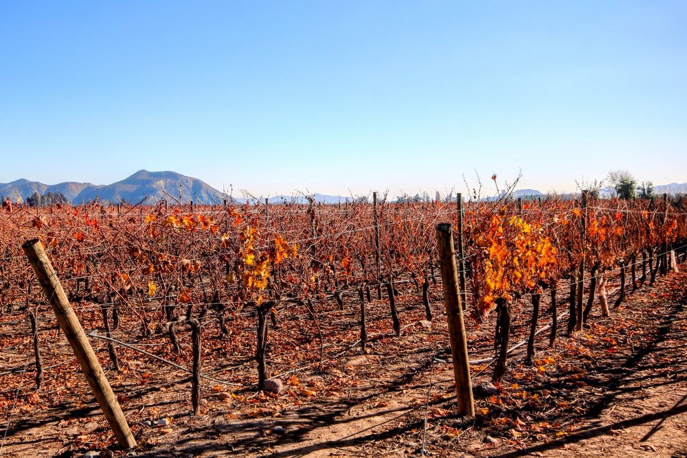Виноградник в Чили