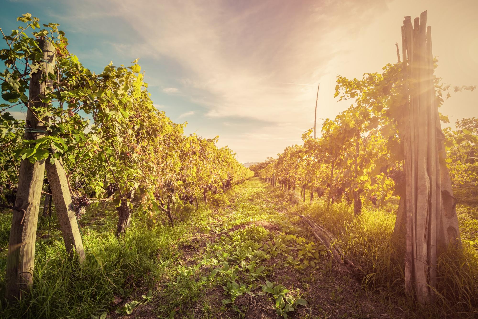 Виноградник для органического вина